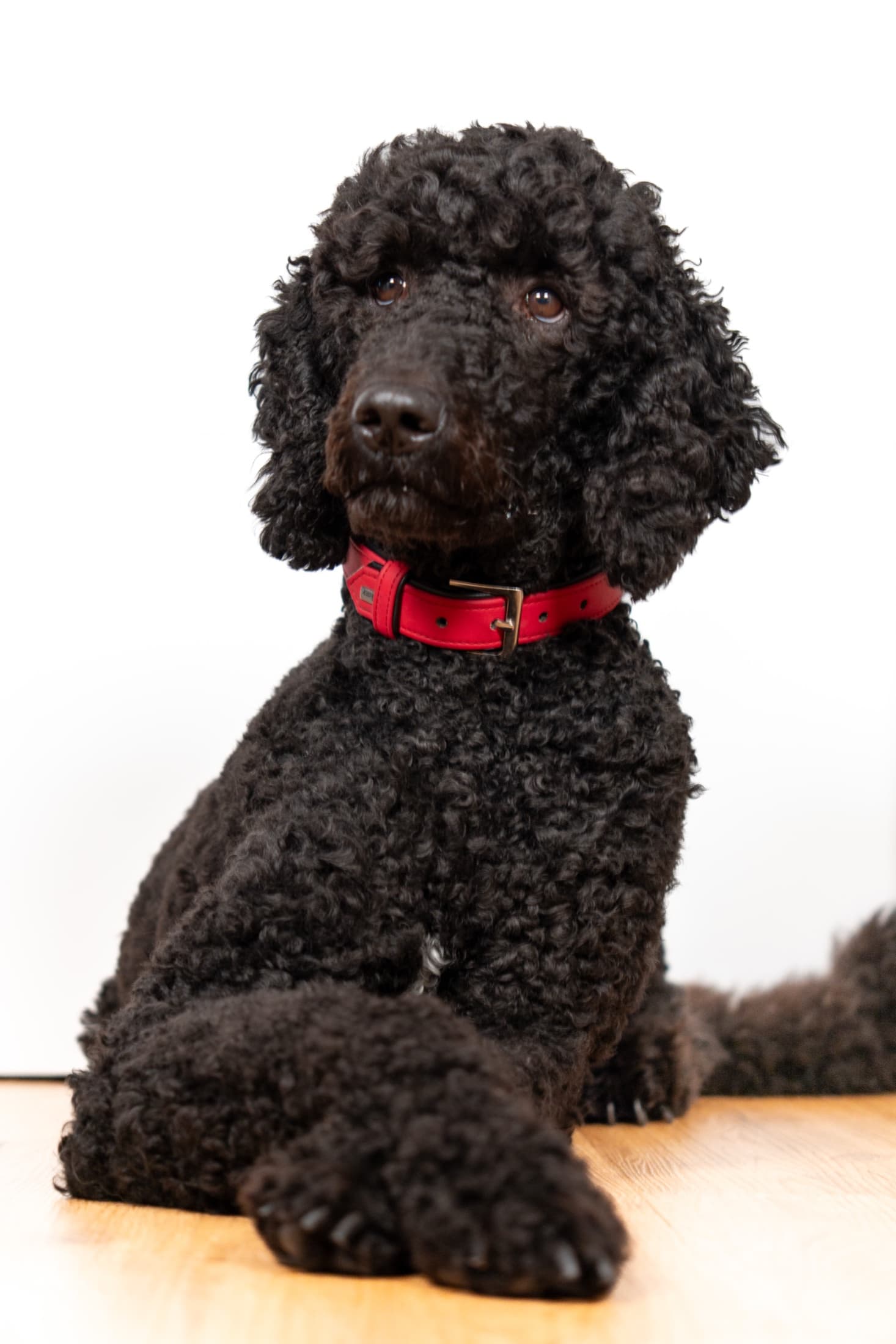 Ziva